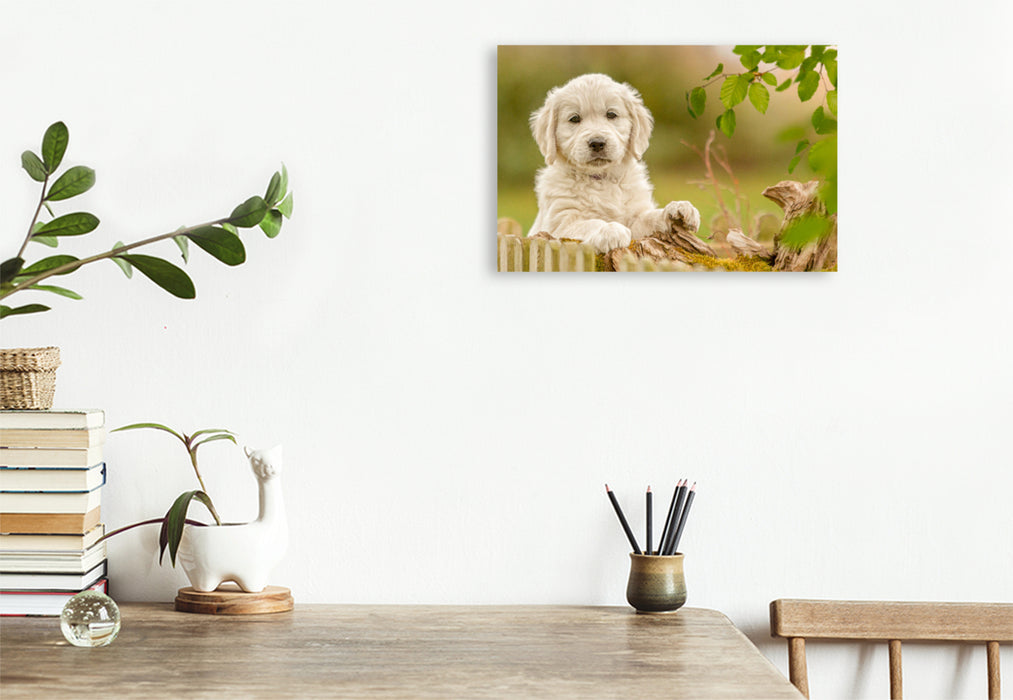 Premium Textil-Leinwand Ein Motiv aus dem Kalender Golden Retriever... Herzenshunde