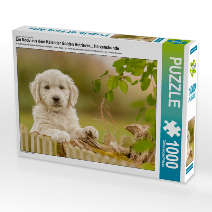 Ein Motiv aus dem Kalender Golden Retriever... Herzenshunde - CALVENDO Foto-Puzzle'