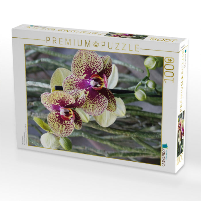 Phalaenopsis - CALVENDO Foto-Puzzle'