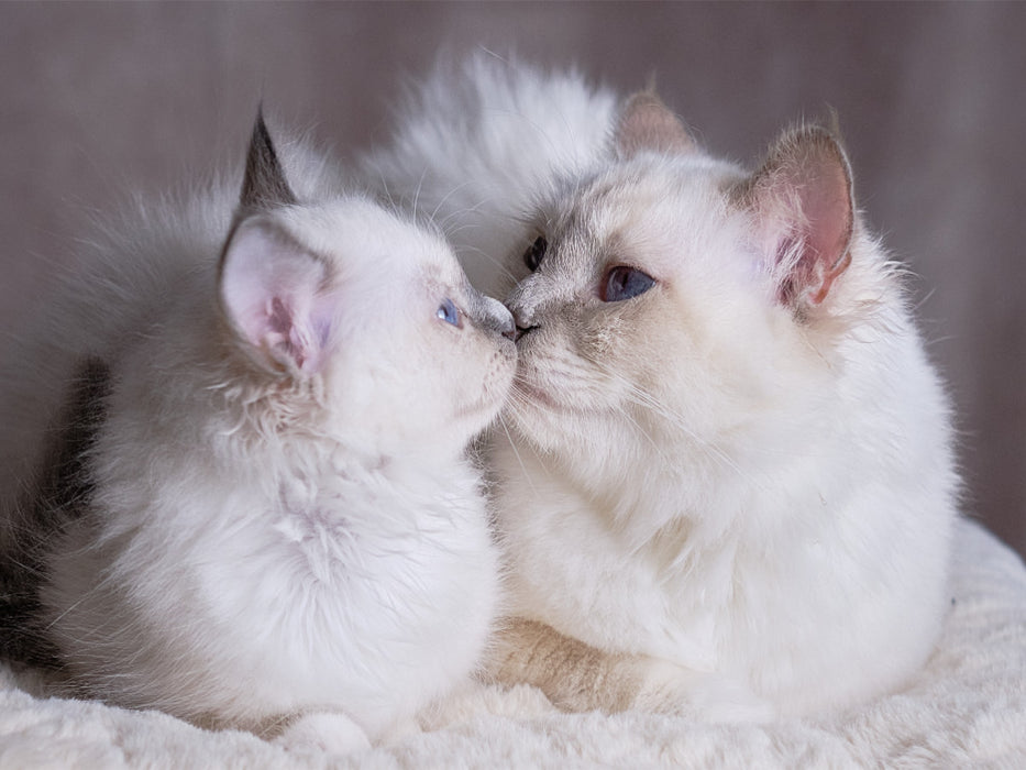 Junice mit Mama - Blue Point - CALVENDO Foto-Puzzle'