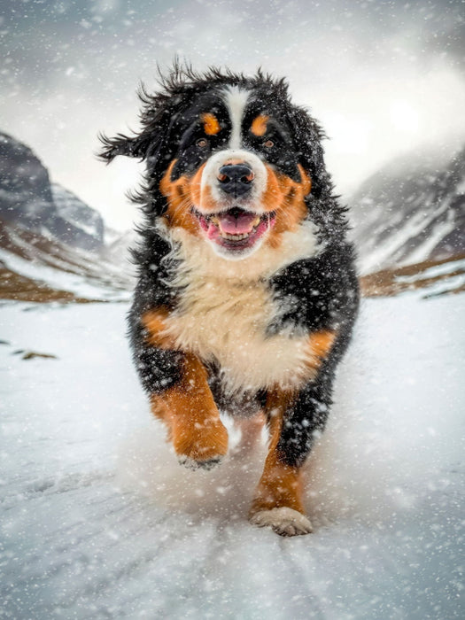 Endlich Schnee - CALVENDO Foto-Puzzle'
