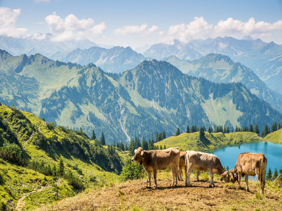 Rinder am Nebelhorn - CALVENDO Foto-Puzzle'
