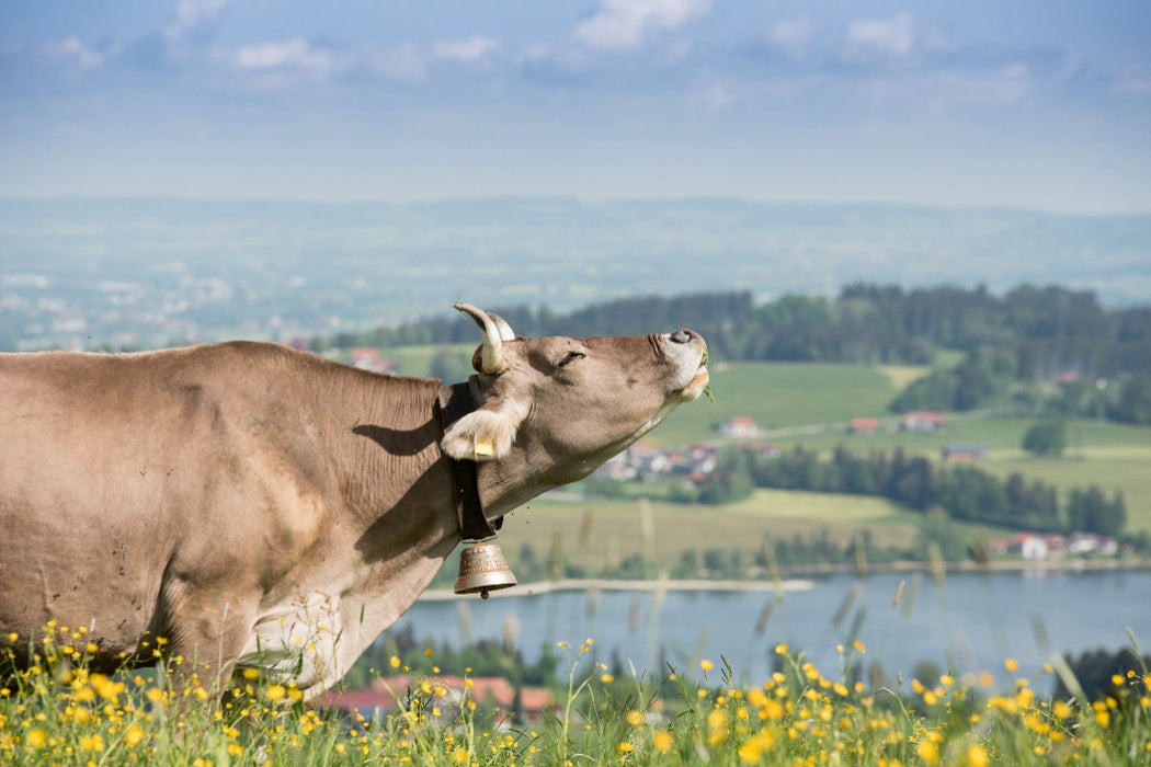 Premium Textil-Leinwand Sommerweide