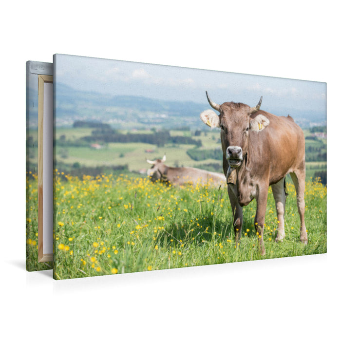 Premium Textil-Leinwand Rind auf der Weide