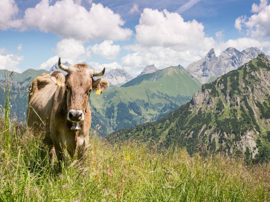 Kuh am Fellhorn - CALVENDO Foto-Puzzle'