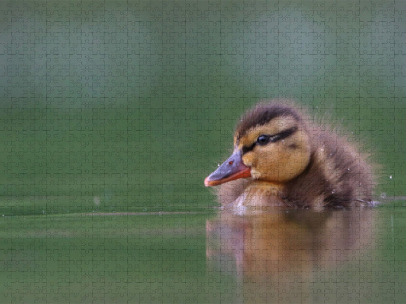 Stockente (Mallard) - CALVENDO Foto-Puzzle'