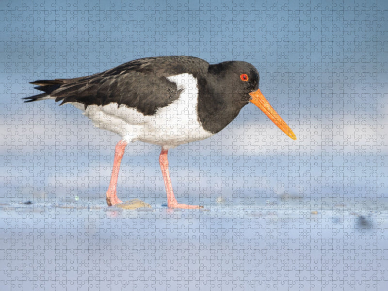 Austernfischer (Oystercatcher) - CALVENDO Foto-Puzzle'