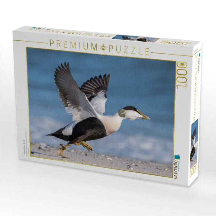 Eiderente (Eider Duck) - CALVENDO Foto-Puzzle'