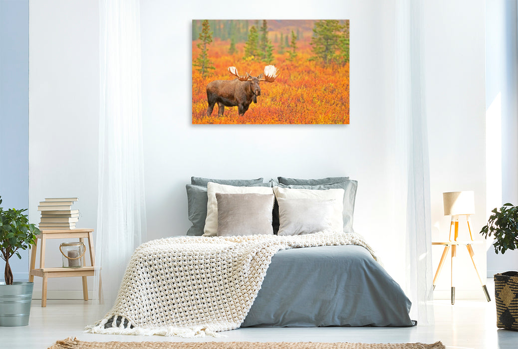 Premium textile canvas Bull moose stands in autumn-colored blueberry bushes 