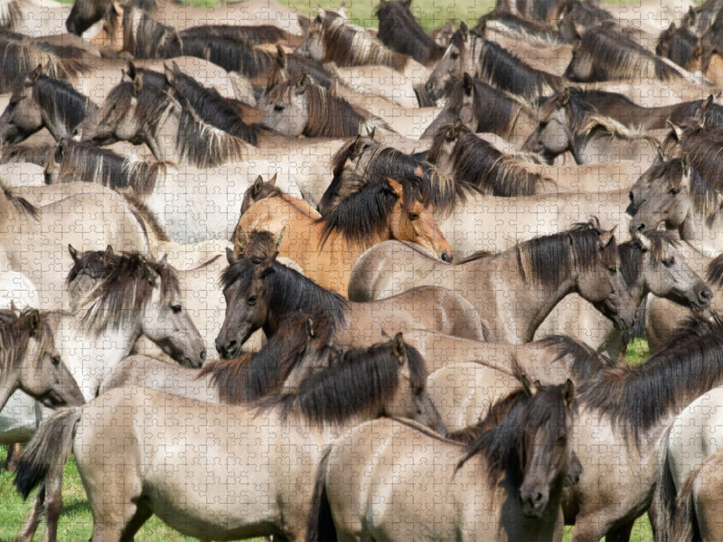 Kraftvoller Herdentrieb - CALVENDO Foto-Puzzle'