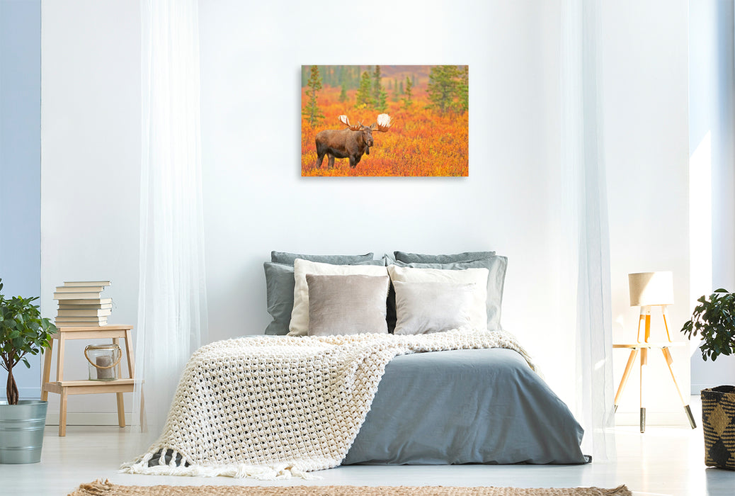 Premium textile canvas Bull moose stands in autumn-colored blueberry bushes 