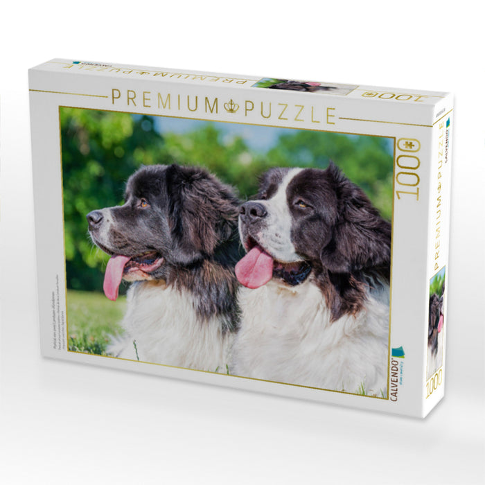 Portrait de deux chiennes Landseer - Puzzle photo CALVENDO' 