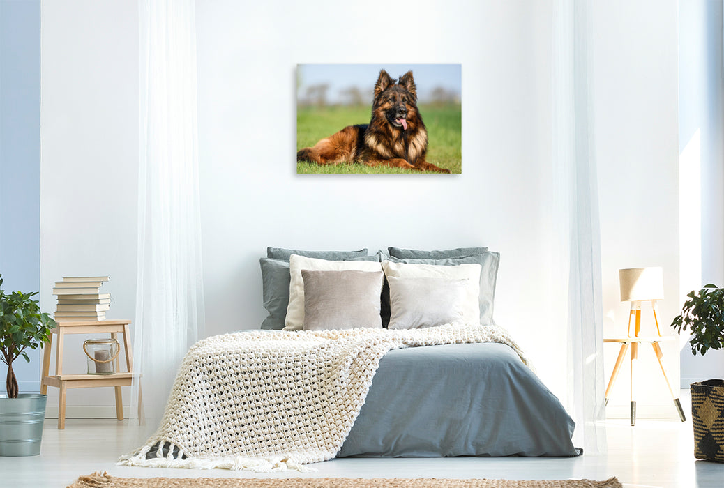 Premium Textil-Leinwand Wunderschöner Schäferhund Rüde