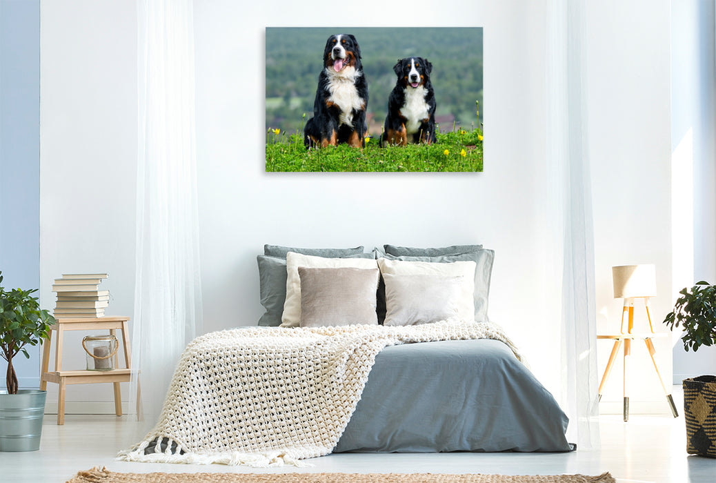 Premium Textil-Leinwand Berner Sennehunde