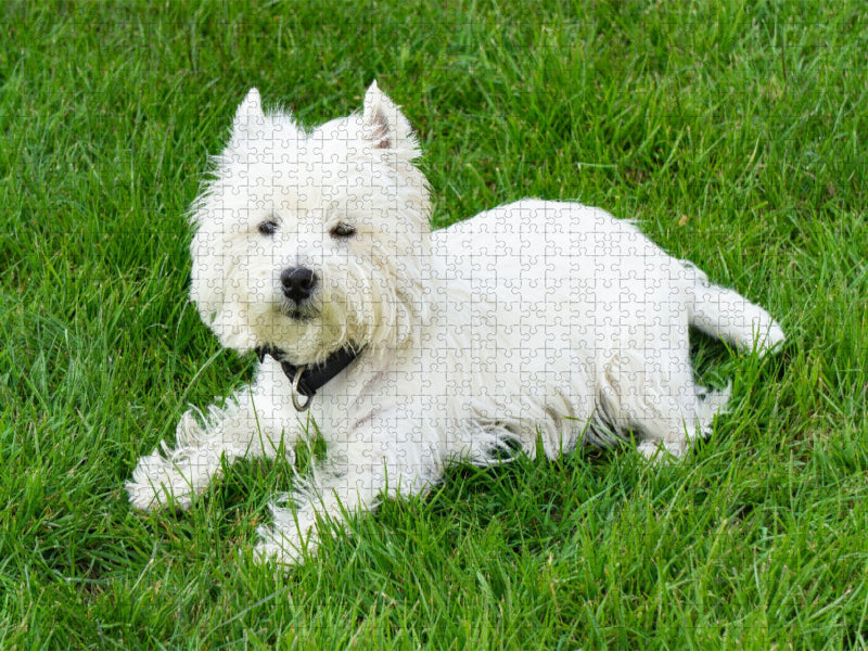 Süßer West Highland White Terrier liegt im Gras - CALVENDO Foto-Puzzle'