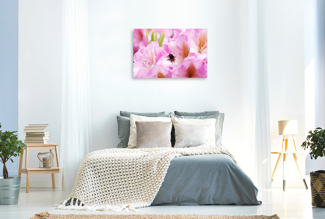 Premium Textil-Leinwand Hummel in Rhododendronblüte
