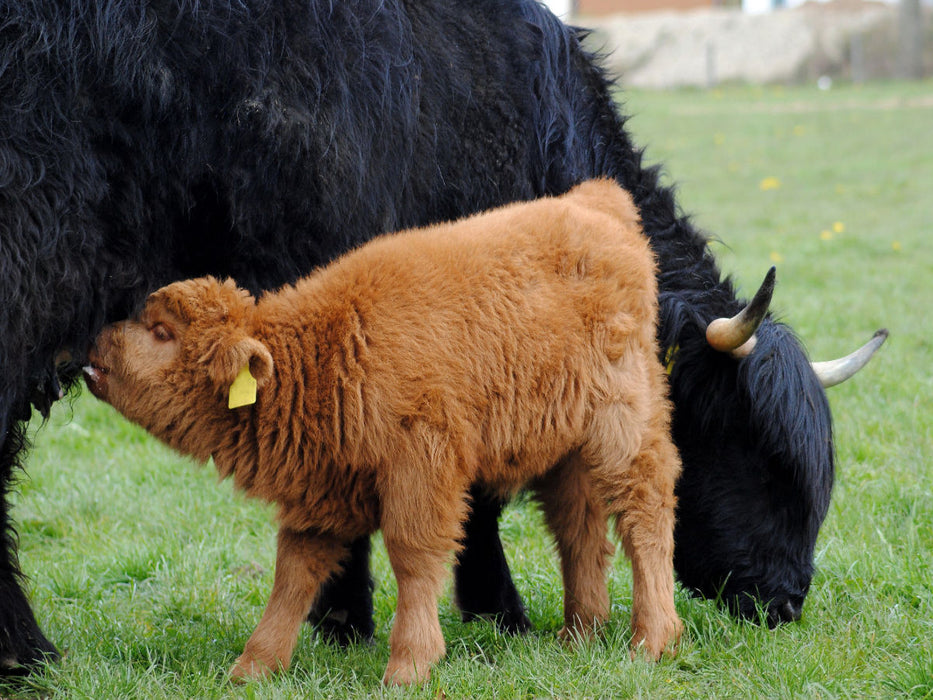 Das hungrige Jungtier schätzt nicht nur den Schutz durch die Mutter, sondern auch ihre Milch. - CALVENDO Foto-Puzzle'