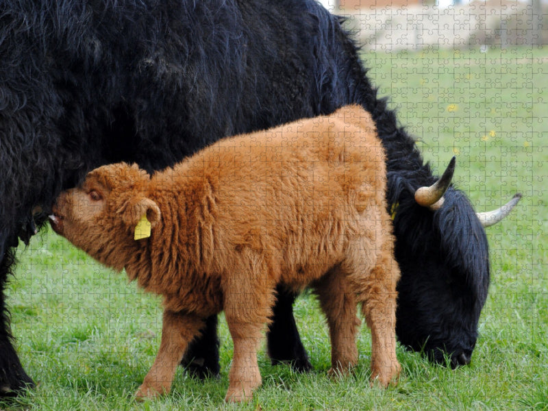 Das hungrige Jungtier schätzt nicht nur den Schutz durch die Mutter, sondern auch ihre Milch. - CALVENDO Foto-Puzzle'