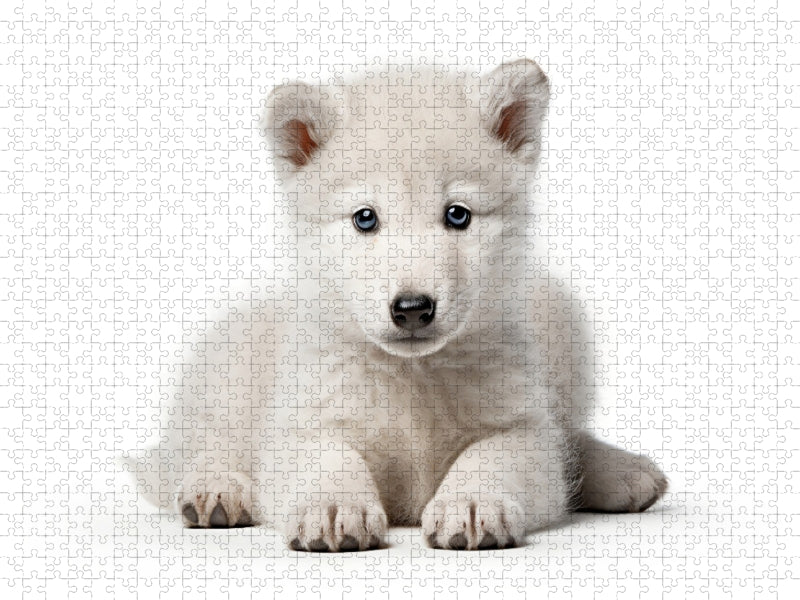 Ein Motiv aus dem Kalender "Only white animals" - CALVENDO Foto-Puzzle'