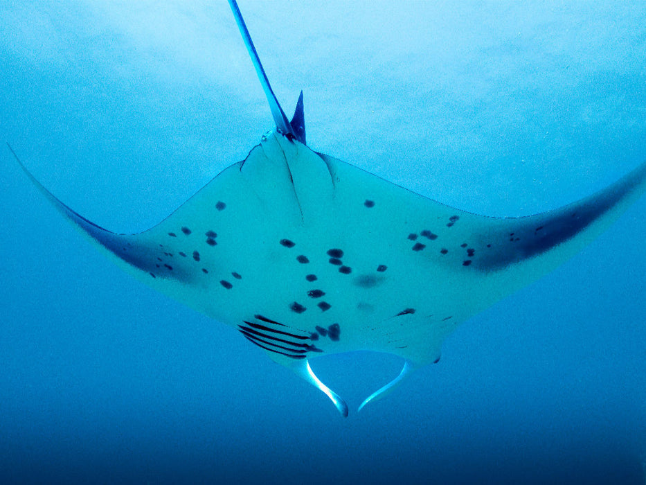 Mantarochen im Anflug - CALVENDO Foto-Puzzle'