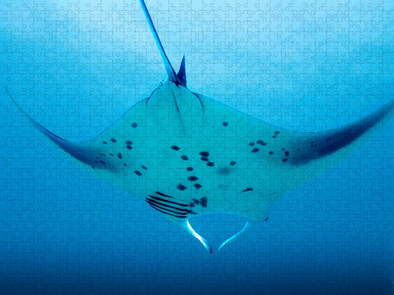 Mantarochen im Anflug - CALVENDO Foto-Puzzle'