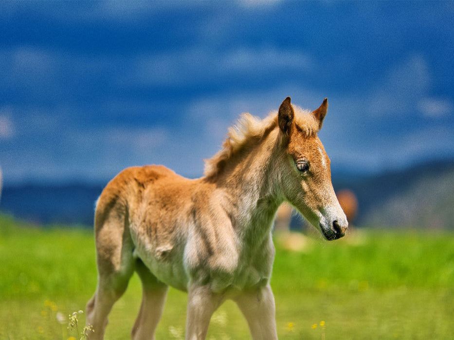 Haflinger Fohlen - CALVENDO Foto-Puzzle'