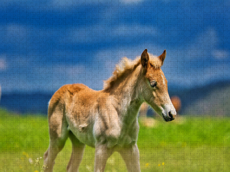 Haflinger Fohlen - CALVENDO Foto-Puzzle'