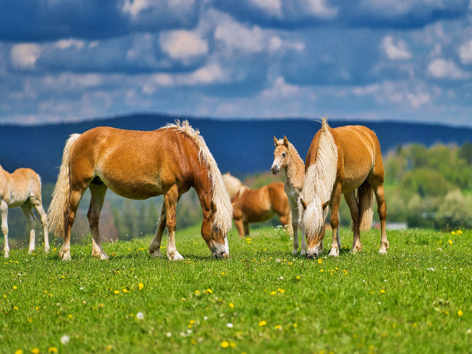 Haflinger Gruppe beim genießen der frischen Luft - CALVENDO Foto-Puzzle'