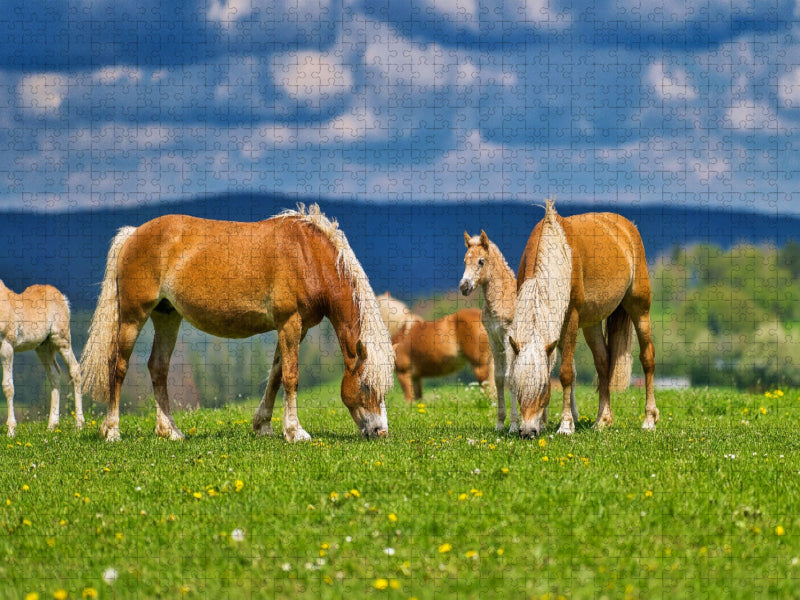 Haflinger Gruppe beim genießen der frischen Luft - CALVENDO Foto-Puzzle'