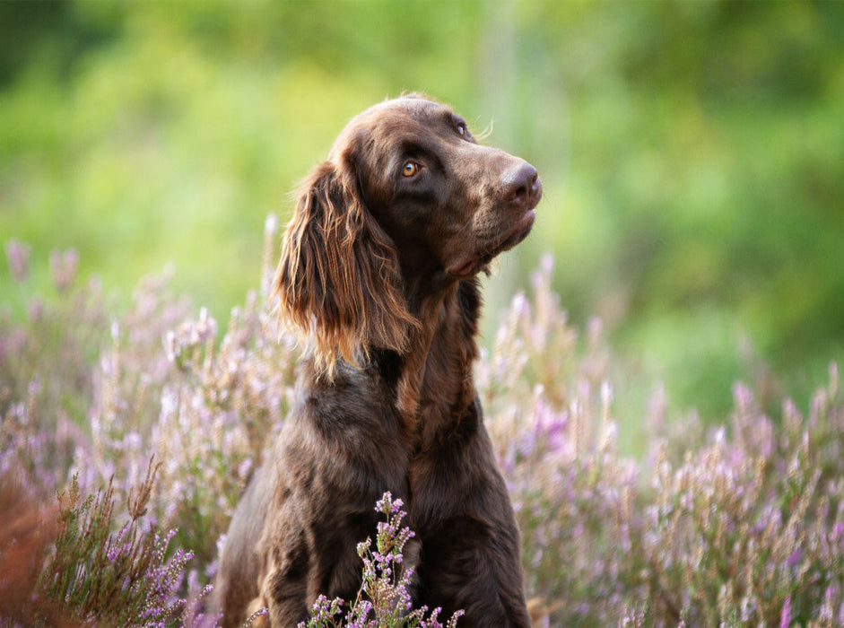 Zeit mit dem Hund ist nie verlorene Zeit! - CALVENDO Foto-Puzzle'