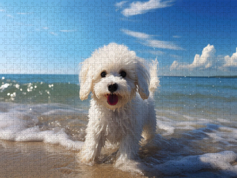 Ein Motiv aus dem Kalender "Bichon frisé, weiße Hündchen mit lockigem Haar" - CALVENDO Foto-Puzzle'