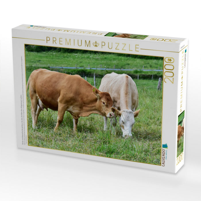 Rinder sind klassische Herdentiere, die stets die Nähe ihrer Artgenossen suchen. - CALVENDO Foto-Puzzle'