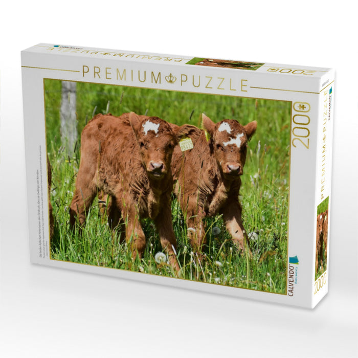 Die beiden Kälbchen hinterlassen den Eindruck, dass sie Zwillinge sein könnten. - CALVENDO Foto-Puzzle'
