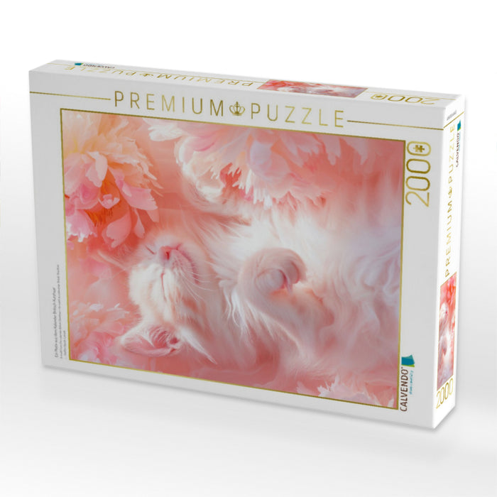 Ein Motiv aus dem Kalender Britisch Kurzhaar - CALVENDO Foto-Puzzle'