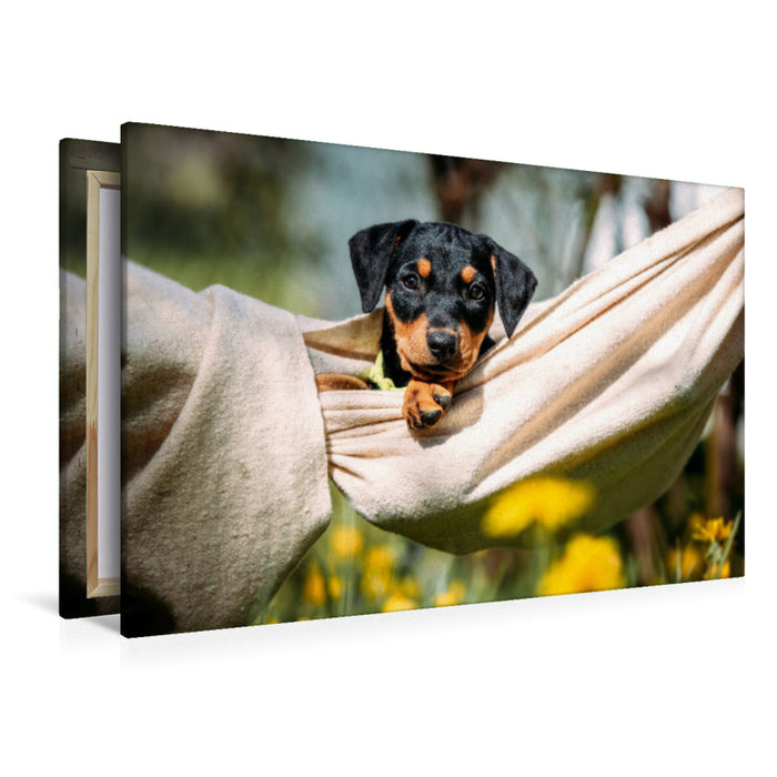 Premium Textil-Leinwand Deutscher Pinscher Welpe