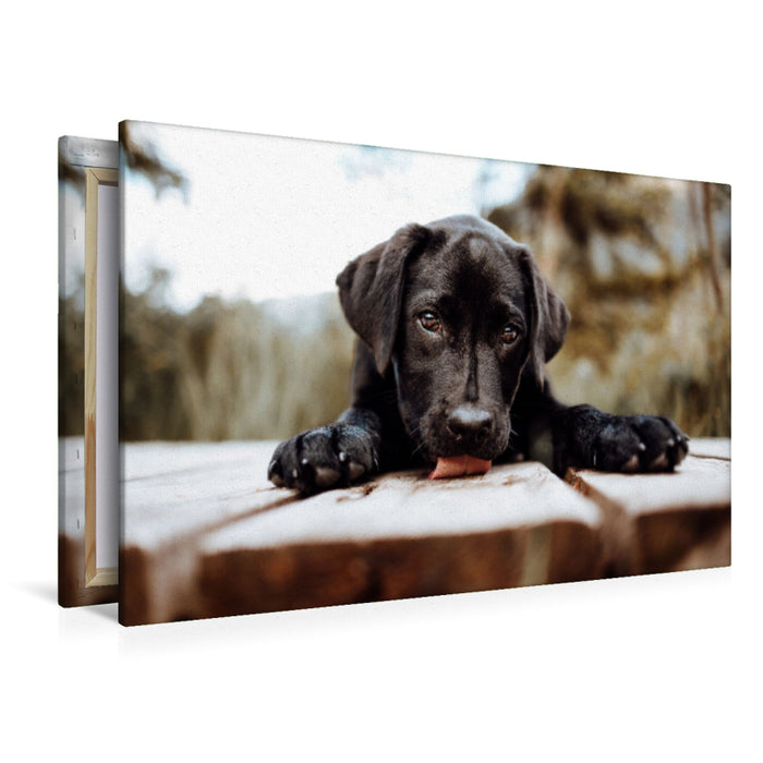 Premium Textil-Leinwand Labrador Welpe