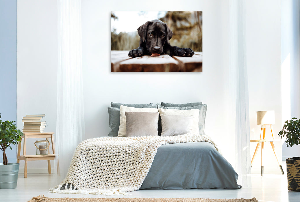 Premium Textil-Leinwand Labrador Welpe