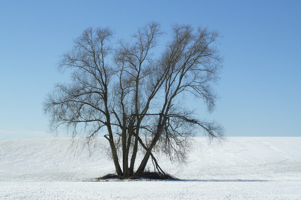 Premium Textil-Leinwand Baum in Schneelandschaft