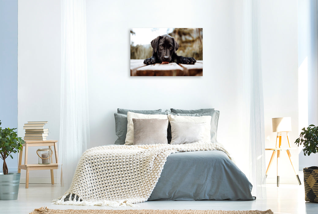 Premium Textil-Leinwand Labrador Welpe