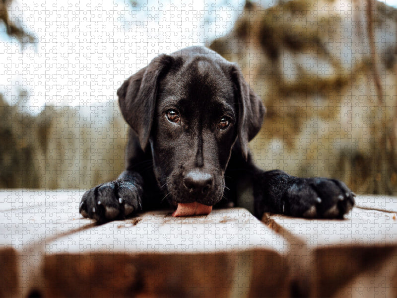 Labrador Welpe - CALVENDO Foto-Puzzle'