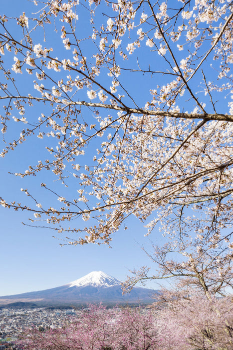 Premium Textil-Leinwand Charmanter Blick auf den Fuji bei Kirschblüte