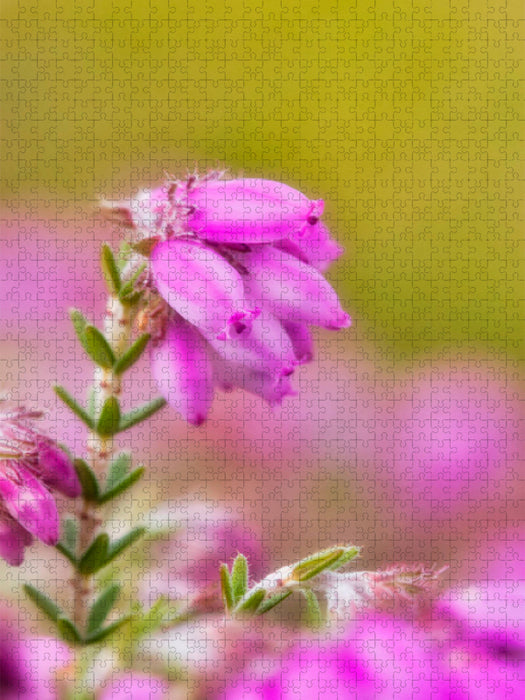 Torfheide (Erica tetralix) - CALVENDO Foto-Puzzle'