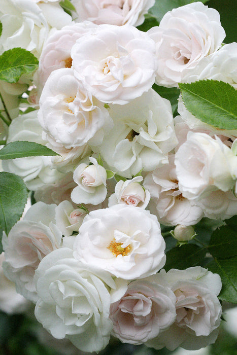 Premium Textil-Leinwand Weiße Rosen
