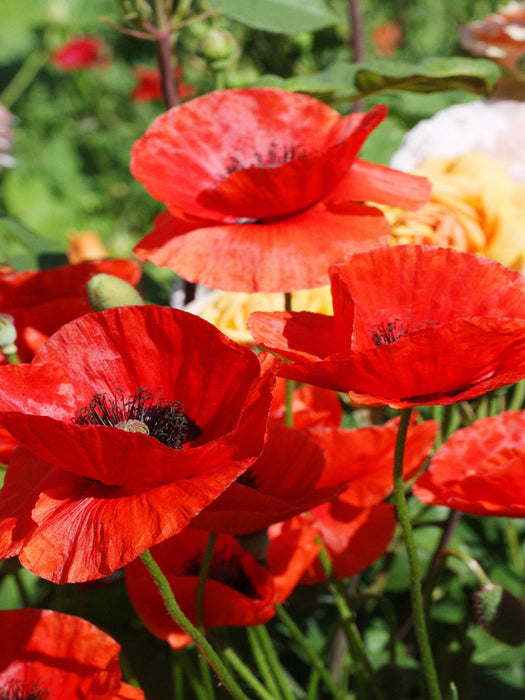 Roter Mohn im Garten - CALVENDO Foto-Puzzle'