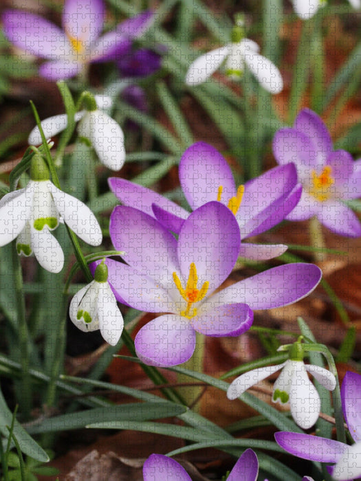 Schneeglöckchen und Krokusse - CALVENDO Foto-Puzzle'