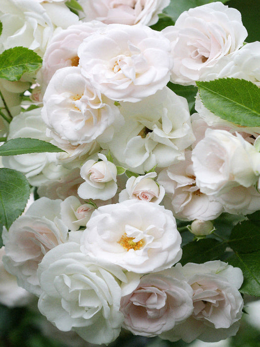 Weiße Rosen - CALVENDO Foto-Puzzle'