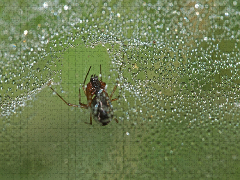 Spinnennetz mit Tautropfen - CALVENDO Foto-Puzzle'