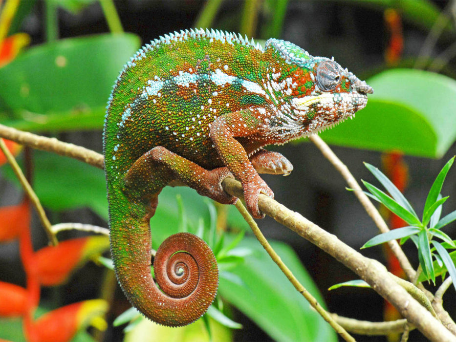 Panther-Chamäleon in leuchtenden Farben - CALVENDO Foto-Puzzle'