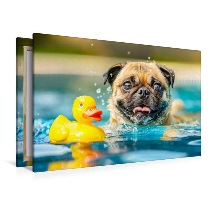 Premium Textil-Leinwand Mops planscht im Pool mit Ente