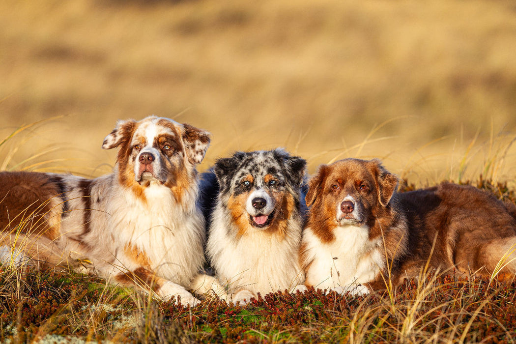 Premium Textil-Leinwand Ein Motiv aus dem Kalender Mit Aussies unterwegs - Die bunte Welt der Australian Shepherds